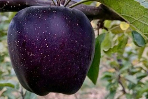 Kate Bosko on Twitter: "Black diamond apple from mountains of Tibet  https://t.co/FBJN9fKh5w" / Twitter