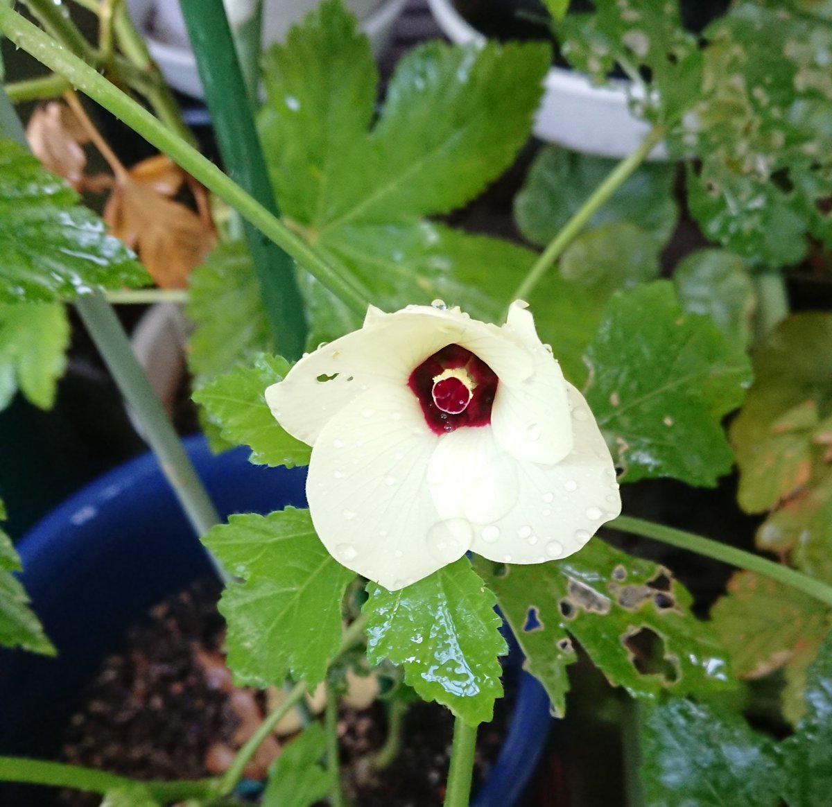 のりたま げ ル 吉 今朝咲いていたオクラの花 葉っぱの虫食いが怖いお ベランダ園芸