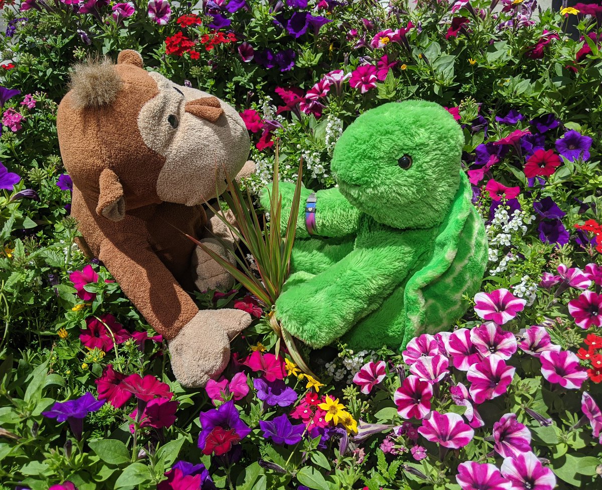 TurtleLJMonkey's tweet photo. Enjoying the beautiful moments together. #bestest #bekinddogood #stuffedanimaladventures https://t.co/o1S3JDCoP7