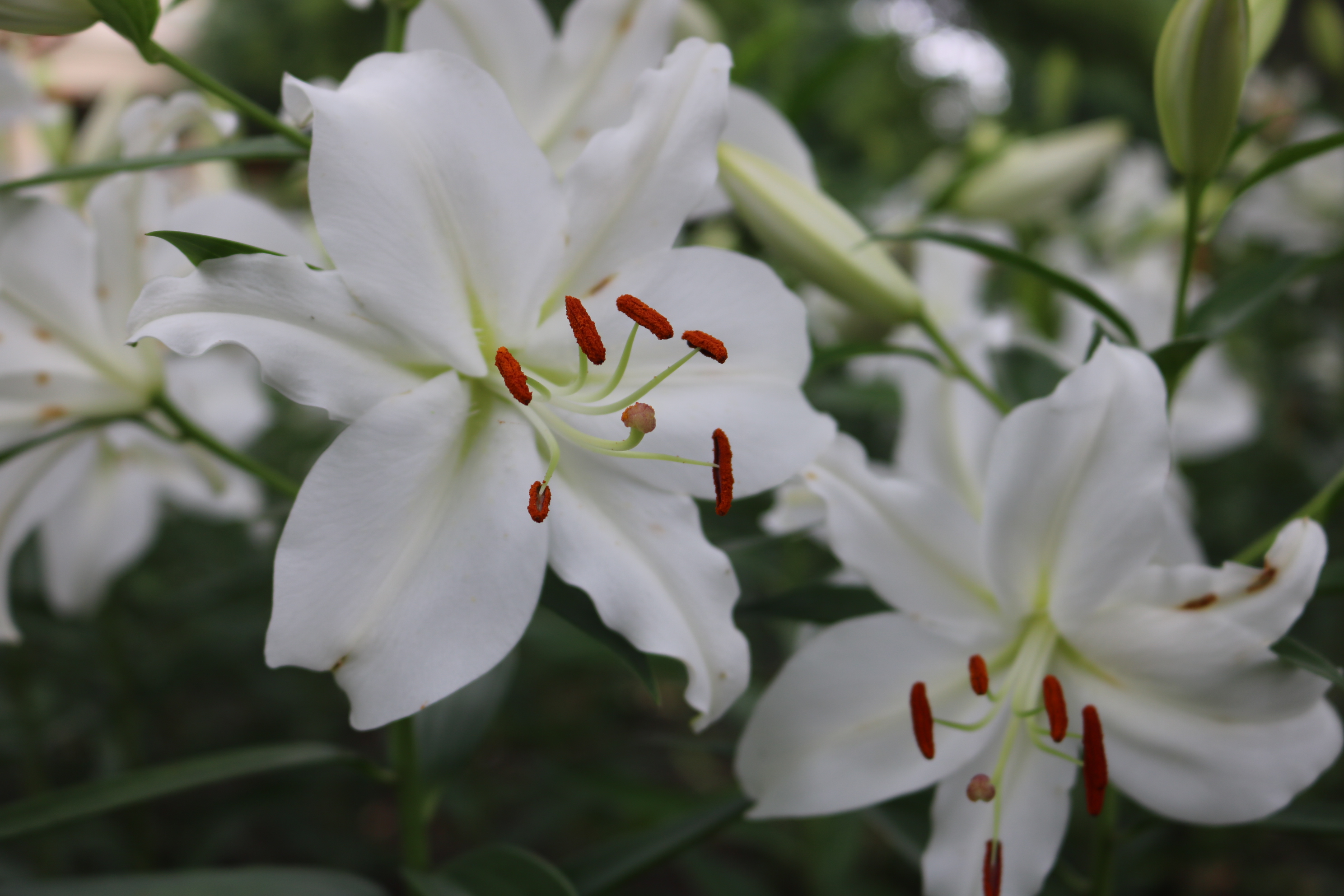 都立日比谷公園 Hibiya Park Tokyo 園長の採れたて情報 Twitter પર きらめく花々 曇天ですが ユリは芳醇に香っております 現在 第三開花ラッシュです まとめてご紹介 その 1枚目 パシフィックオーシャン 2枚目 カサブランカ 3枚目 プレミアム