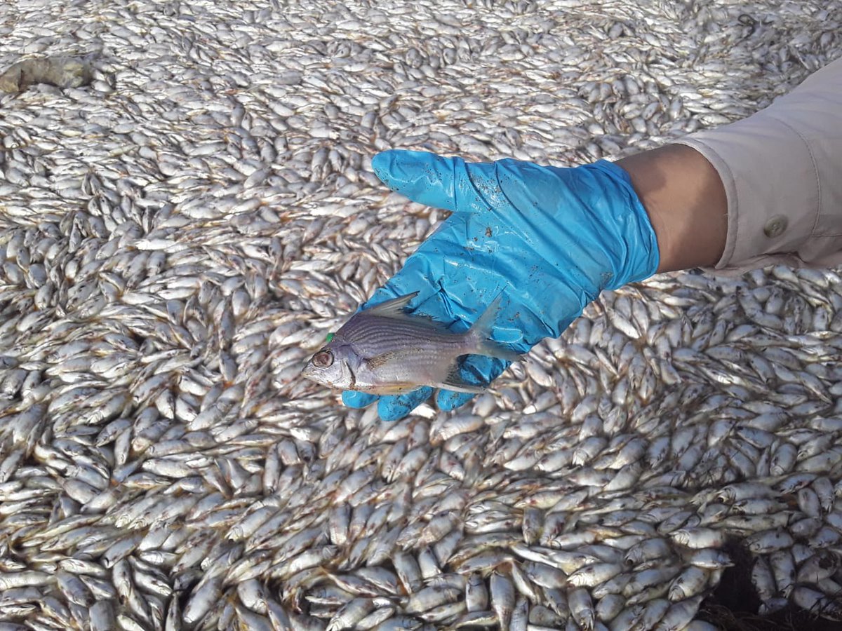 Ministerio Público tweet media