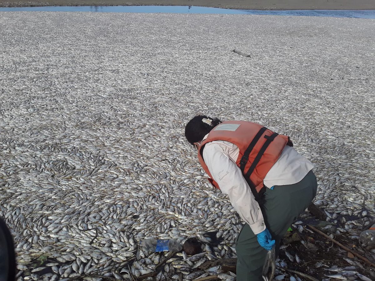 Ministerio Público tweet media