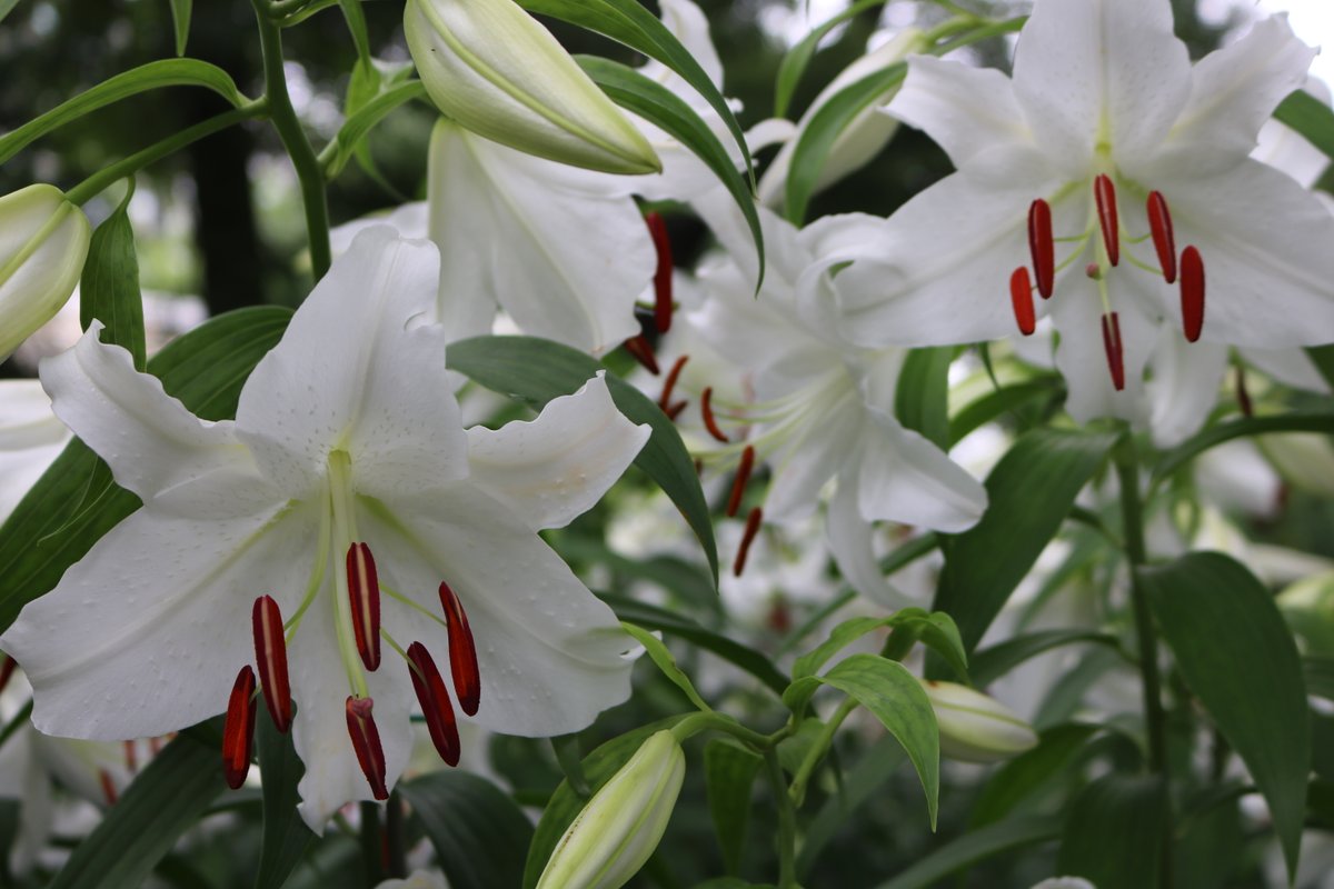 都立日比谷公園 Hibiya Park Tokyo 園長の採れたて情報 きらめく花々 曇天ですが ユリは芳醇に香っております 現在 第三開花ラッシュです まとめてご紹介 その 1枚目 パシフィックオーシャン 2枚目 カサブランカ 3枚目 プレミアム