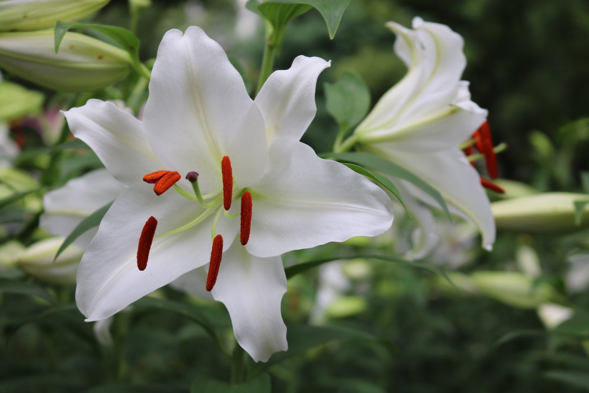 きらめく花々】 曇天ですが、ユリは芳醇に香っております😄 現在、第三