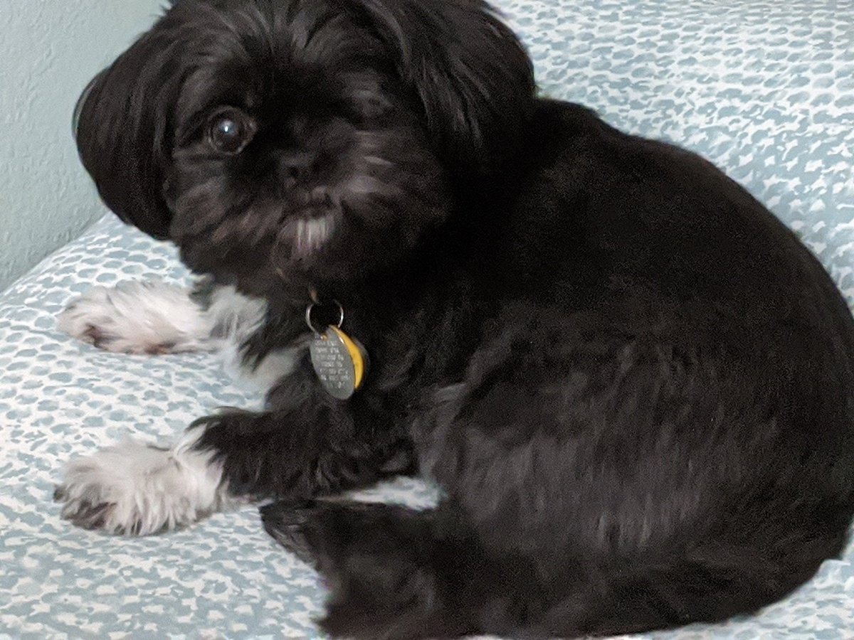 sdancer77's tweet photo. @alyssaa_43 Pirate dogs are the best!! πΆπ΄ββ οΈπ¦πΎ
#DancerDogs #Chloe https://t.co/fH7qnNFVzB