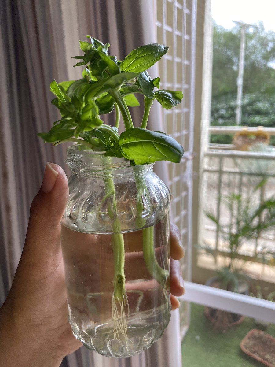 drKavya_ayuhva's tweet photo. #italianbasil They have began to root. Can’t wait to plant them in soil. https://t.co/5g5KoIZMes