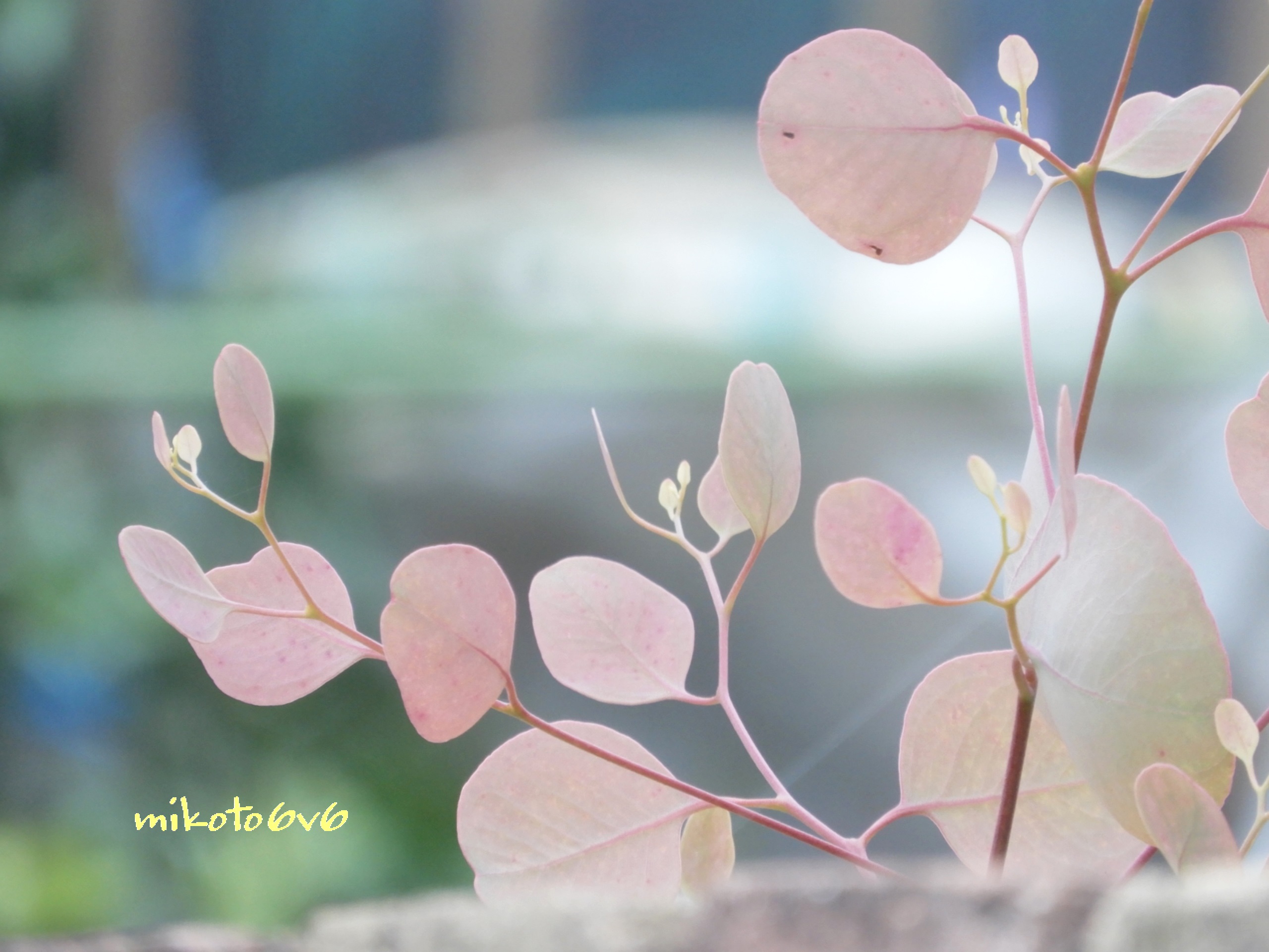 Mikoto 丸い葉っぱと小さな新芽 薄いピンクが優しい感じ 可愛いなぁ 花言葉 新生 再生 思い出 記憶 追憶 慰め 永遠の幸せ ユーカリ ポポラス 丸葉ユーカリ ポポラスリーフ キリトリセカイ Eucalyptus Polyanthemos Leaves Nikon