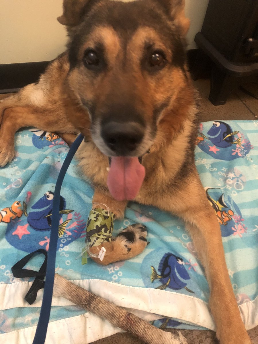 K9ret_Bravo's tweet photo. Hey frens, this will be my last message, for tonight I crossed the rainbow

My health took a turn and it was better not to suffer. My Dad brought my bestest toy &amp; blanket, and held me the entire time

Please dont be too sad, I had a great life and am glad I got to share my big ❤️ https://t.co/XM3LZHldXY