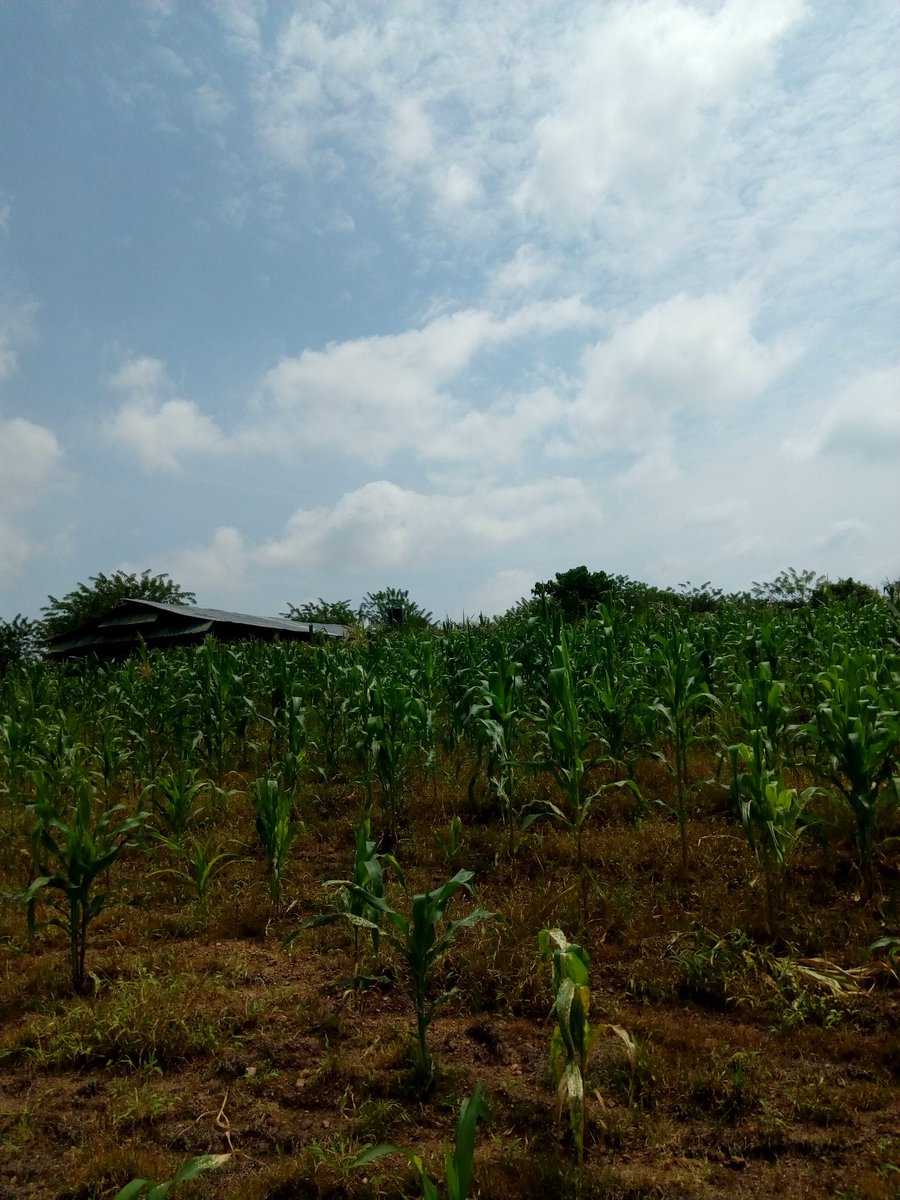 The recent Maize scarcity can only be blamed on the government. Do we even have a data to know how many metric tons of Maize the Nigeria livestock farmers consume per annum.Where is our strategic grain reserve? What is the government effort to mechanize farming? Our seed quality?