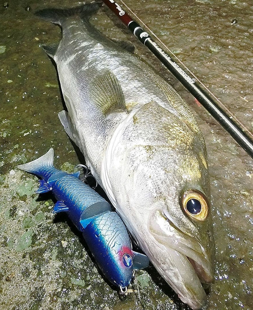 Fishman_BC's tweet photo. Tester梶原が、大雨前の釣行でシーバスゲームへ!🎣
Beams RIPLOUT 7.8MLなら、軽量プラグはもちろん、バッドに乗せて投げればビッグベイトもキャストできちゃう😲
https://t.co/lbJQSfCFSL
#Fishman #フィッシュマン #BeamsRIPLOUT #ビームスリプラウト #seabass #シーバス https://t.co/cXGu5kdu7e