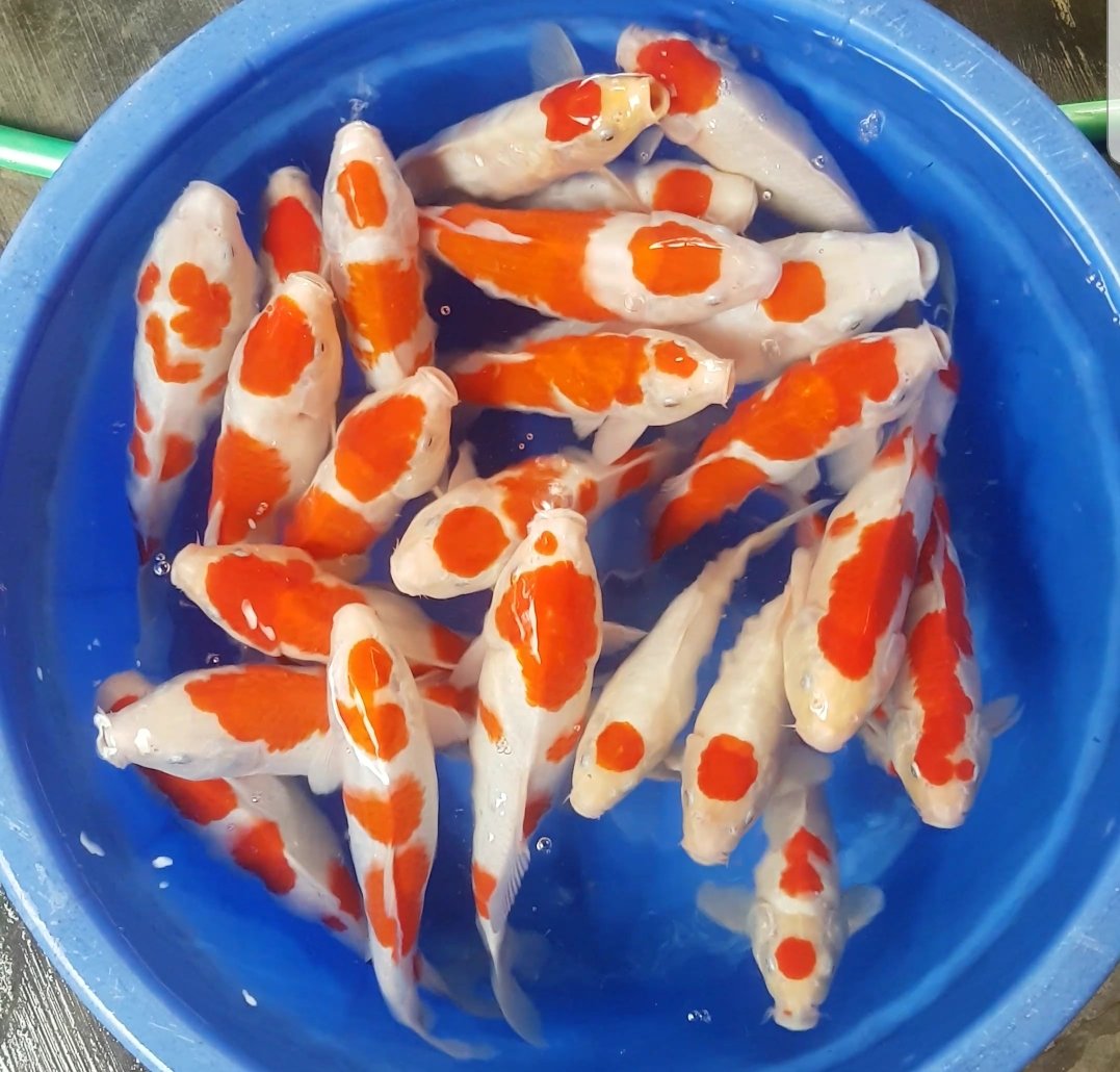 MaqniG's tweet photo. Jual sepaket merah putih 29-36bu
24 ekor
Harga reseller saja om
Fast respon WA 082266288007
#kohaku #tancho #ikankoi #Bali #bandung #koifish #pecintakoi #koiindonesia #blitar #TrendingTopic #sellers #Indonesia #masker #travel #KAI #breeders @susipudjiastuti @thekoiindonesia https://t.co/dKlR2Xy8DN