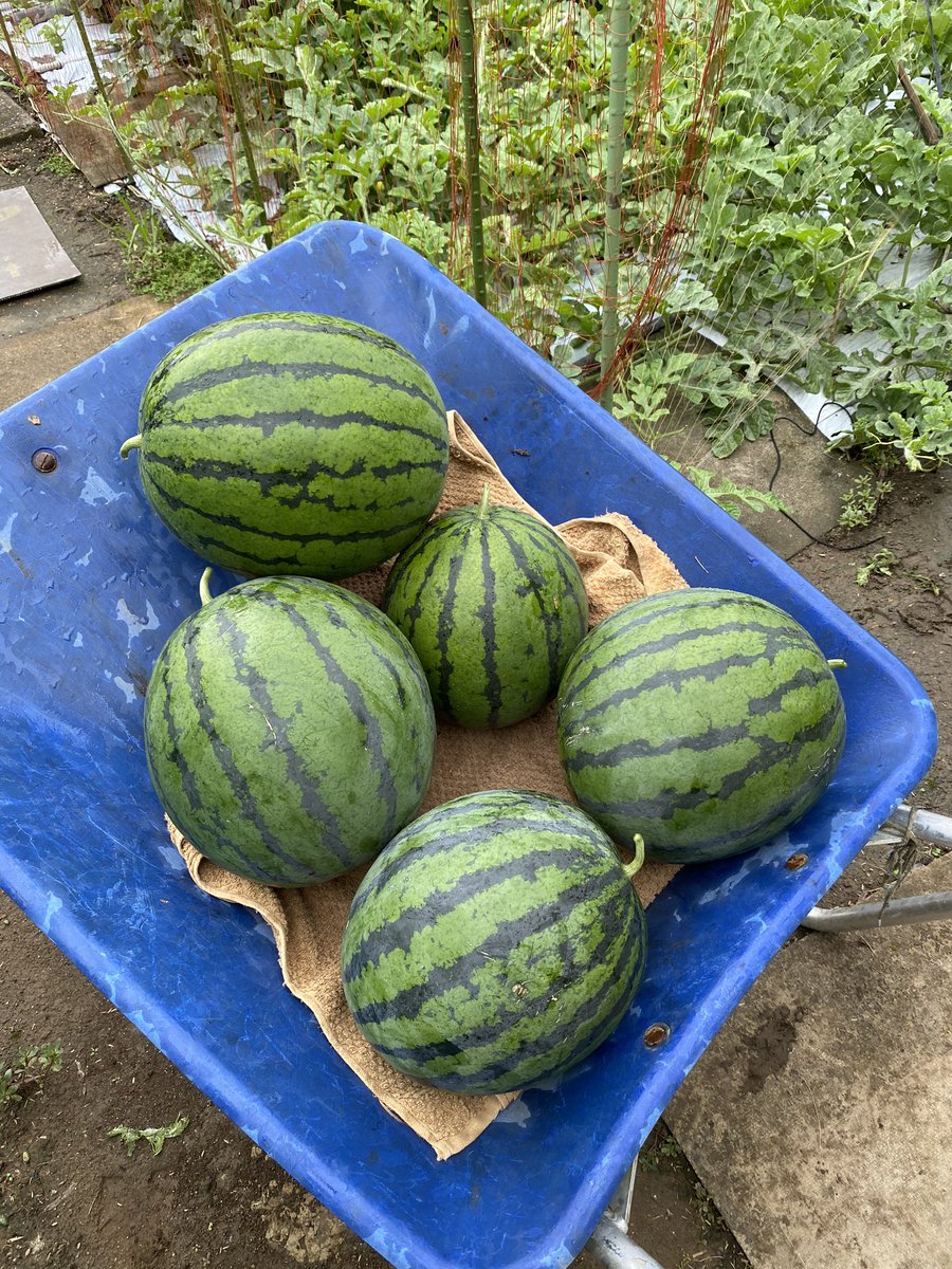 kimizukaFARM's tweet photo. 今期の猿の群れはこれまでで最大、最強だ‼️
被害はスイカ、ブドウ、ナス、カボチャ、キュウリ、トウモロコシ…。
勿論、猿対策してのこと。
電柵だって多少感電しながらも何度もトライしてネットをずり下げて侵入。
ハウスのフィルムまでも引きちぎる始末だ😱 https://t.co/bOl5omUHj1