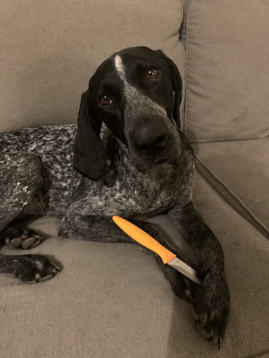 chels_noel's tweet photo. Boo will cut you #gsp #mybabyboy https://t.co/eeuyG1XoWw