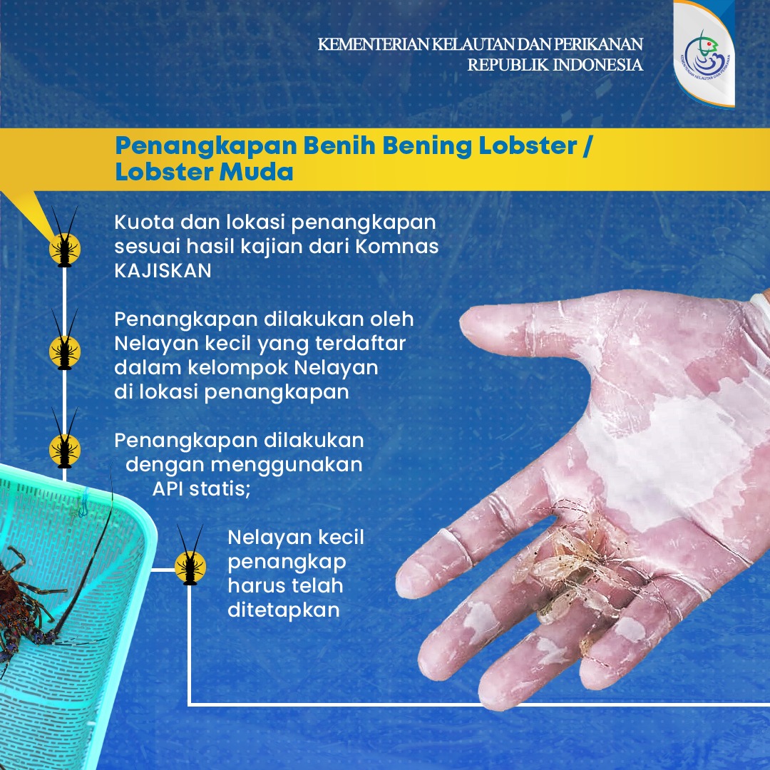 kkpgoid's tweet photo. Selamat pagi! #SahabatBahari, Mimin mau kasih tau informasi seputar Lobster nih. Sahabat Bahari tahu nggak bahwa tidak sembarang Lobster bisa ditangkap lho. Ada aturan dan tata cara khusus dalam menangkap Lobster. Simak aturannya melalui infografis berikut ya.

#KKP #KKPGOID https://t.co/h4HGWgwn1F
