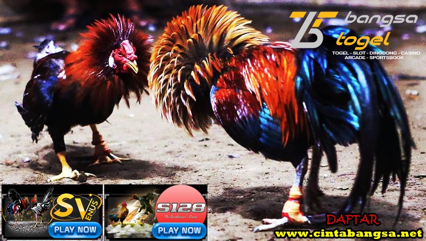 BangsaTogel's tweet photo. DAFTAR SABUNG AYAM ONLINE SV388 dan S128 DI Bangsatogel
Daftar Sabung Ayam Online
link website : w w w . c i n t a b a n g s a . n e t
link daftar : https://t.co/yOt1OAQiWC
#togelonline #slotonline #sabungayamonlineagens128sv388 https://t.co/G1KG5NgYvq