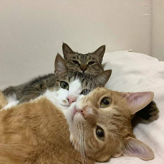 /ᐠ. ｡.ᐟ\\ᵐᵉᵒʷˎˊ˗