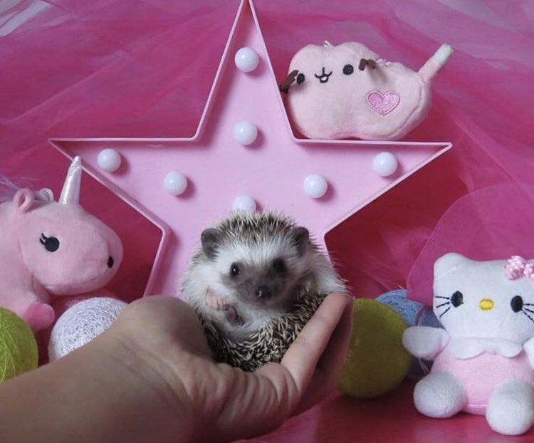 Hedgehog of the Day tweet media
