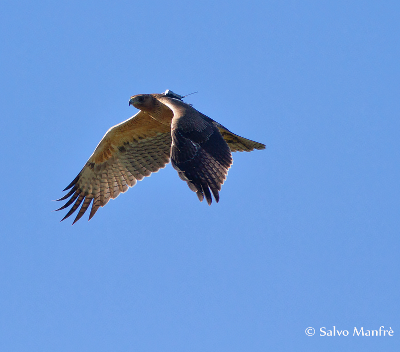 Grazie al #LIFE ConRaSi salvata un'altra rara aquila di Bonell. Era rimasta intrappolata in un pozzo
lifeconrasi.eu/notizie/salvat…