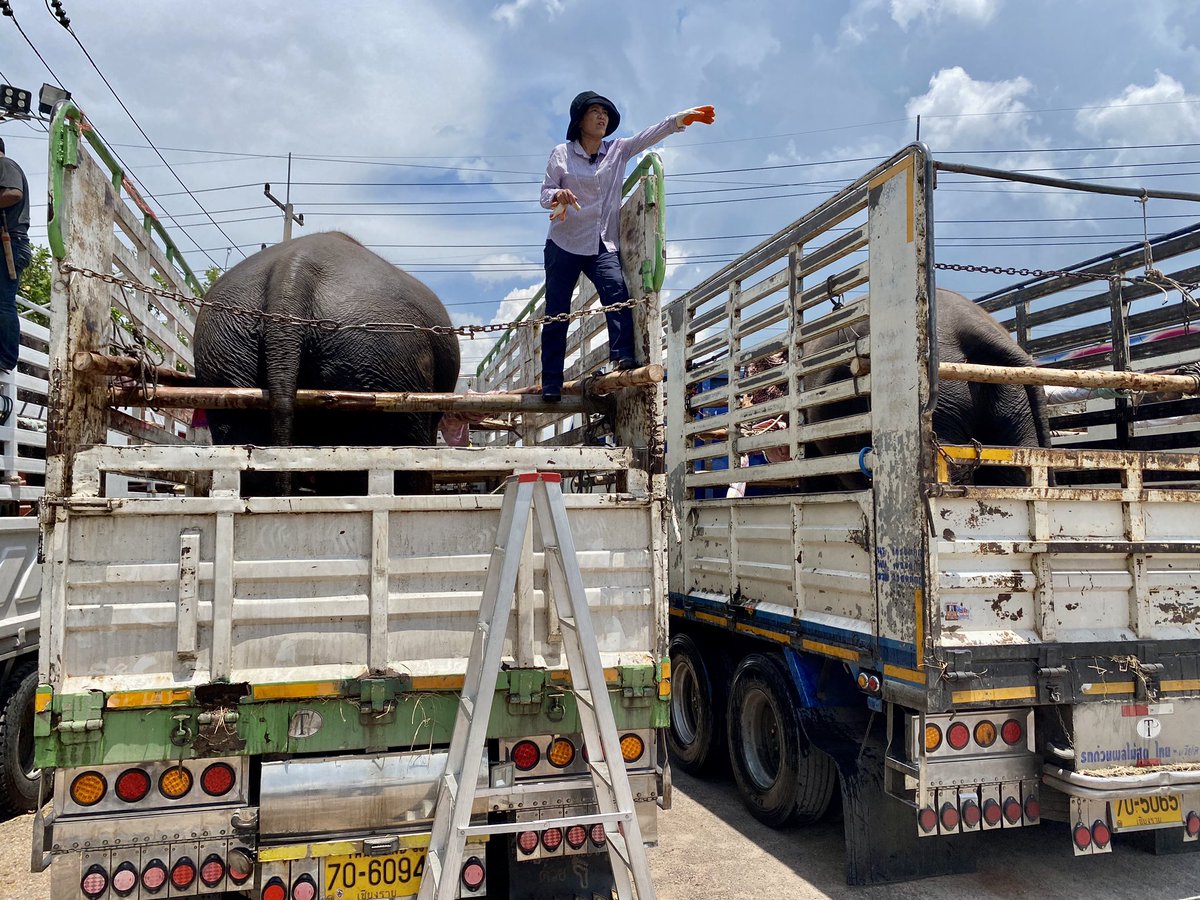 flo18flo's tweet photo. Boarding completed! 7 elephants loaded onto 7 trucks. Off to a better life hopefully! No more riding at their new home @ElephantNatureP. Stay tuned for updates as we make our way to #Chiangmai 800km across #Thailand. #GIreporter https://t.co/h6XPhuPQUa
