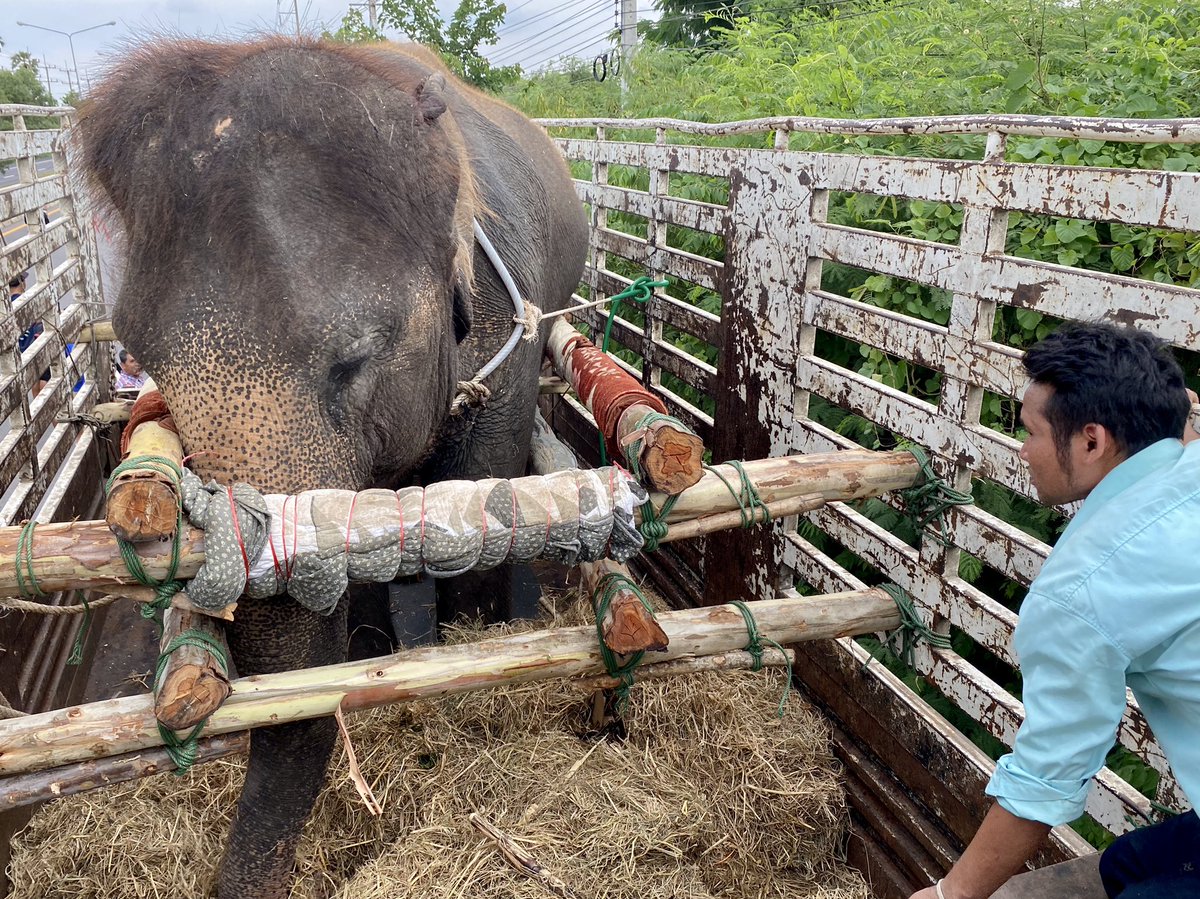 flo18flo's tweet photo. Boarding completed! 7 elephants loaded onto 7 trucks. Off to a better life hopefully! No more riding at their new home @ElephantNatureP. Stay tuned for updates as we make our way to #Chiangmai 800km across #Thailand. #GIreporter https://t.co/h6XPhuPQUa