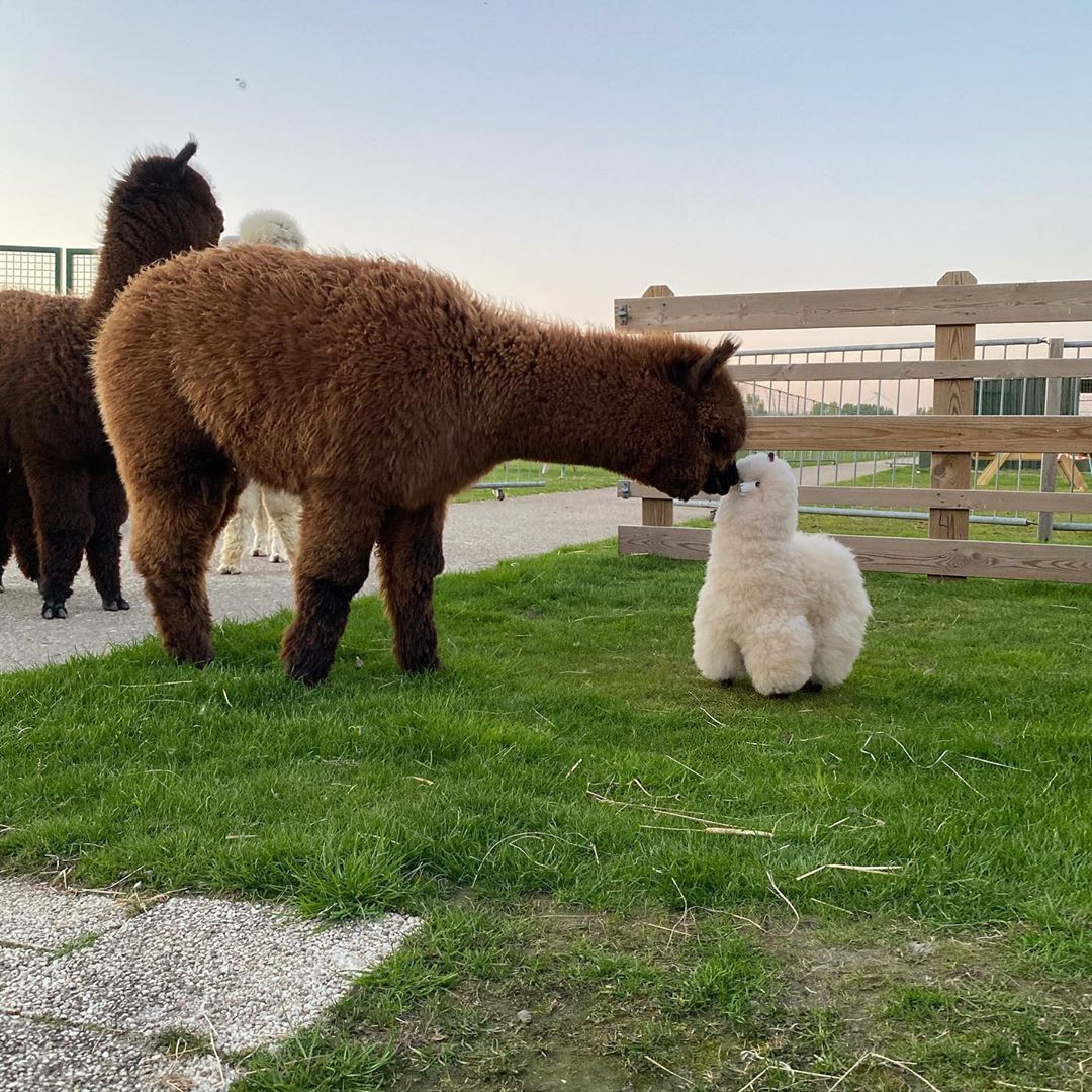 9GAG's tweet photo. boop⠀
📹alpacaworldbrielle | IG⠀ https://t.co/MYzHYS7aE6