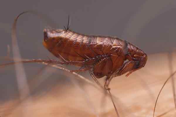 Facts_of__live's tweet photo. Fleas have the distinction of killing more people than all the wars man has ever fought. The "Black Death" plague, which killed a quarter of Europe's population in the 14th century, was caused by germs transmitted from rodents to humans by fleas. 
#fact https://t.co/JdIQiInUkQ