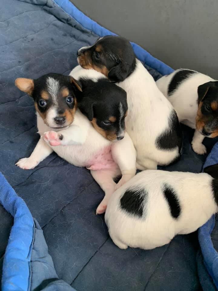 PCSODarrenB's tweet photo. #Arnold #Riston #STOLENpups 
5 Jack Russell puppies STOLEN from Arnold last night (20/07/20)
if you know anything about this theft call 101 investigation 16/76108/20 
(3 female 2 males)
Markings all known
These puppies were NOT advertised #farmwatch #ruralwatch Pls RT https://t.co/2tc1KPAji5