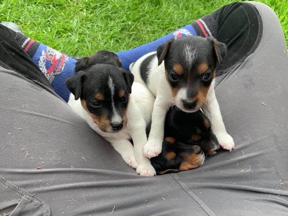 PCSODarrenB's tweet photo. #Arnold #Riston #STOLENpups 
5 Jack Russell puppies STOLEN from Arnold last night (20/07/20)
if you know anything about this theft call 101 investigation 16/76108/20 
(3 female 2 males)
Markings all known
These puppies were NOT advertised #farmwatch #ruralwatch Pls RT https://t.co/2tc1KPAji5