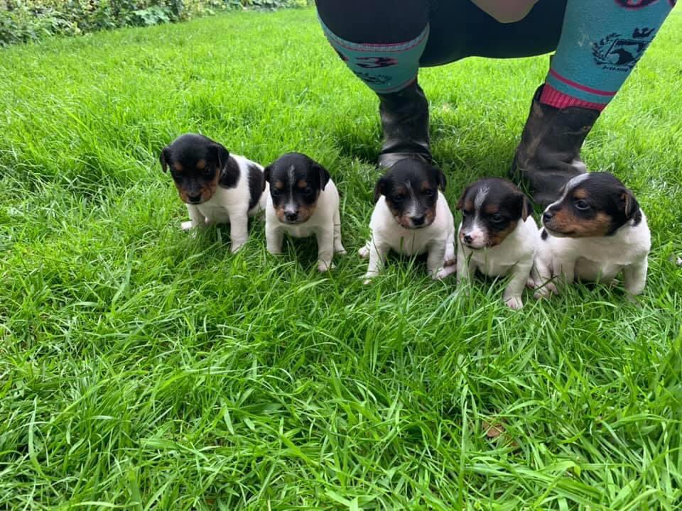 PCSODarrenB's tweet photo. #Arnold #Riston #STOLENpups 
5 Jack Russell puppies STOLEN from Arnold last night (20/07/20)
if you know anything about this theft call 101 investigation 16/76108/20 
(3 female 2 males)
Markings all known
These puppies were NOT advertised #farmwatch #ruralwatch Pls RT https://t.co/2tc1KPAji5