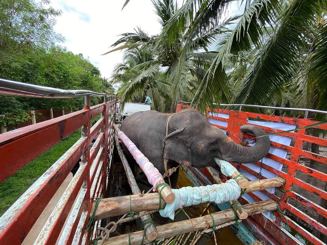 ElephantNatureP's tweet photo. We rescued seven elephants and they are on the way to Elephant Nature Park.
How you can help us to take care the elephants and other animals : donate direct to Save Elephant Foundation https://t.co/4Iu84kwn9T
Or buying #EleGiftCard to feed our elephants: https://t.co/0Tkh89bnvw https://t.co/0Sf04TjWGl