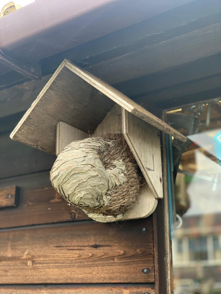 Our client has been watching this wasp nest grow rapidly over the last few weeks! The wasps could no longer stay here so we professionally treated and removed the nest. 🐝
#edinburgh #pestcontrol #pestcontroledinburgh #waspnestremoval #wasps #waspnest #edinburghnews