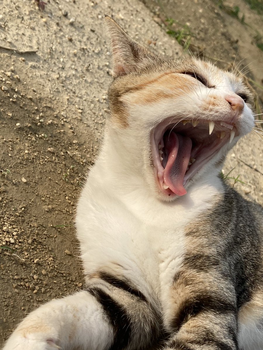 agriaccount's tweet photo. 久しぶりの更新ですがちゃんとやっています
とうもろこしは全部取り終わって、今は里芋、ピーマン、トマト、きゅうり、カボチャ、スイカ、ナス、落花生、枝豆、サツマイモをやっています
基本的に伸ばし放題だけどトマトは誘引してわき芽取りして大変ですね
でもやっぱり草取りが一番大変！！！！ https://t.co/CS2beF8k9I
