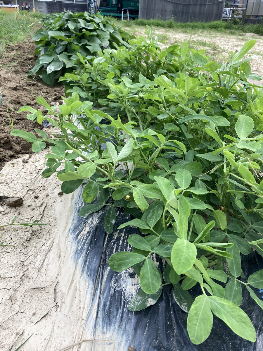 agriaccount's tweet photo. 久しぶりの更新ですがちゃんとやっています
とうもろこしは全部取り終わって、今は里芋、ピーマン、トマト、きゅうり、カボチャ、スイカ、ナス、落花生、枝豆、サツマイモをやっています
基本的に伸ばし放題だけどトマトは誘引してわき芽取りして大変ですね
でもやっぱり草取りが一番大変！！！！ https://t.co/CS2beF8k9I