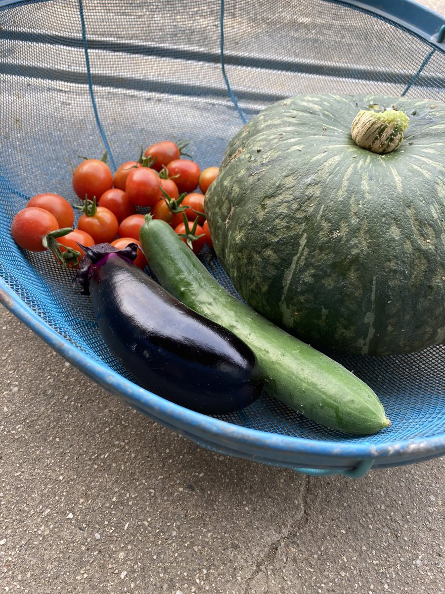 agriaccount's tweet photo. 久しぶりの更新ですがちゃんとやっています
とうもろこしは全部取り終わって、今は里芋、ピーマン、トマト、きゅうり、カボチャ、スイカ、ナス、落花生、枝豆、サツマイモをやっています
基本的に伸ばし放題だけどトマトは誘引してわき芽取りして大変ですね
でもやっぱり草取りが一番大変！！！！ https://t.co/CS2beF8k9I