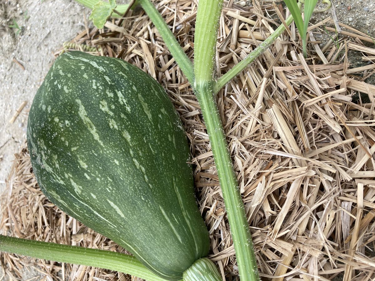 agriaccount's tweet photo. 赤しそ青しそもでした https://t.co/nbn71q7gdw