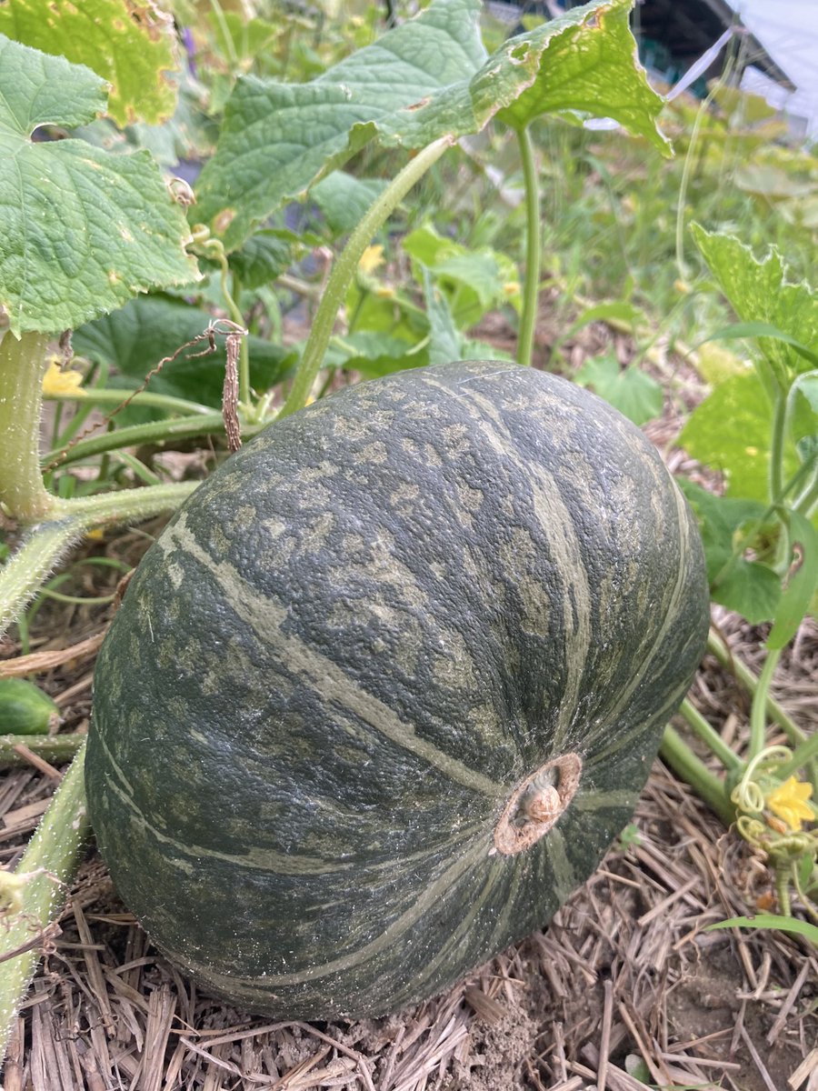 agriaccount's tweet photo. 赤しそ青しそもでした https://t.co/nbn71q7gdw