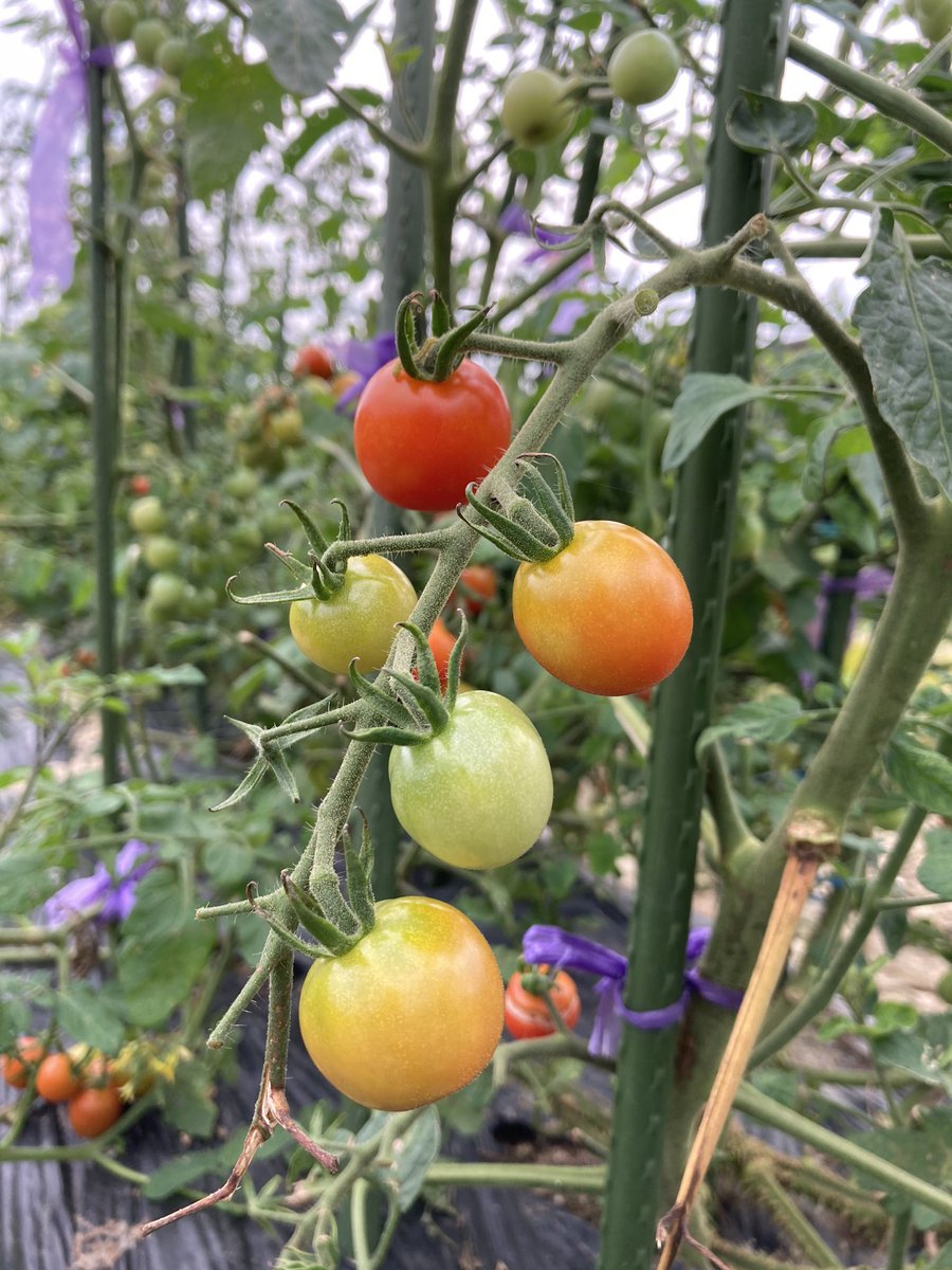 agriaccount's tweet photo. 赤しそ青しそもでした https://t.co/nbn71q7gdw