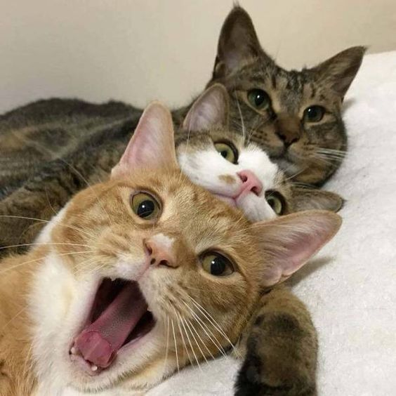 a thread of these three cats /ᐠ ̥ ̮ ̥ ᐟ\\ฅ