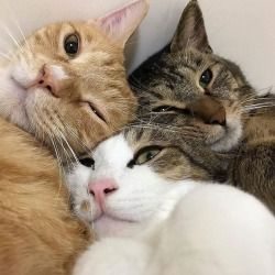 a thread of these three cats /ᐠ ̥ ̮ ̥ ᐟ\\ฅ