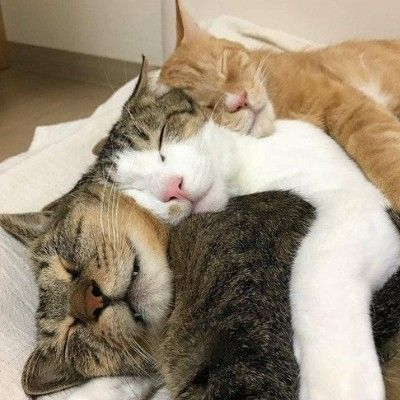 zzz ₊̣̇.ಇ/ᐠˬ ͜  ˬ ᐟ\\∫.₊̣̇.