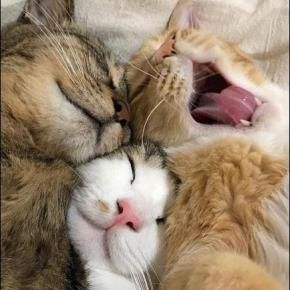 zzz ₊̣̇.ಇ/ᐠˬ ͜  ˬ ᐟ\\∫.₊̣̇.