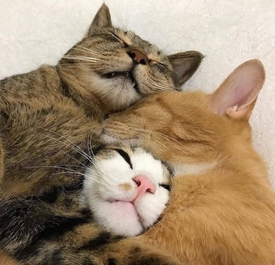 stuck /ᐠ𝅒 ‸ 𝅒ᐟ\\ﾉ