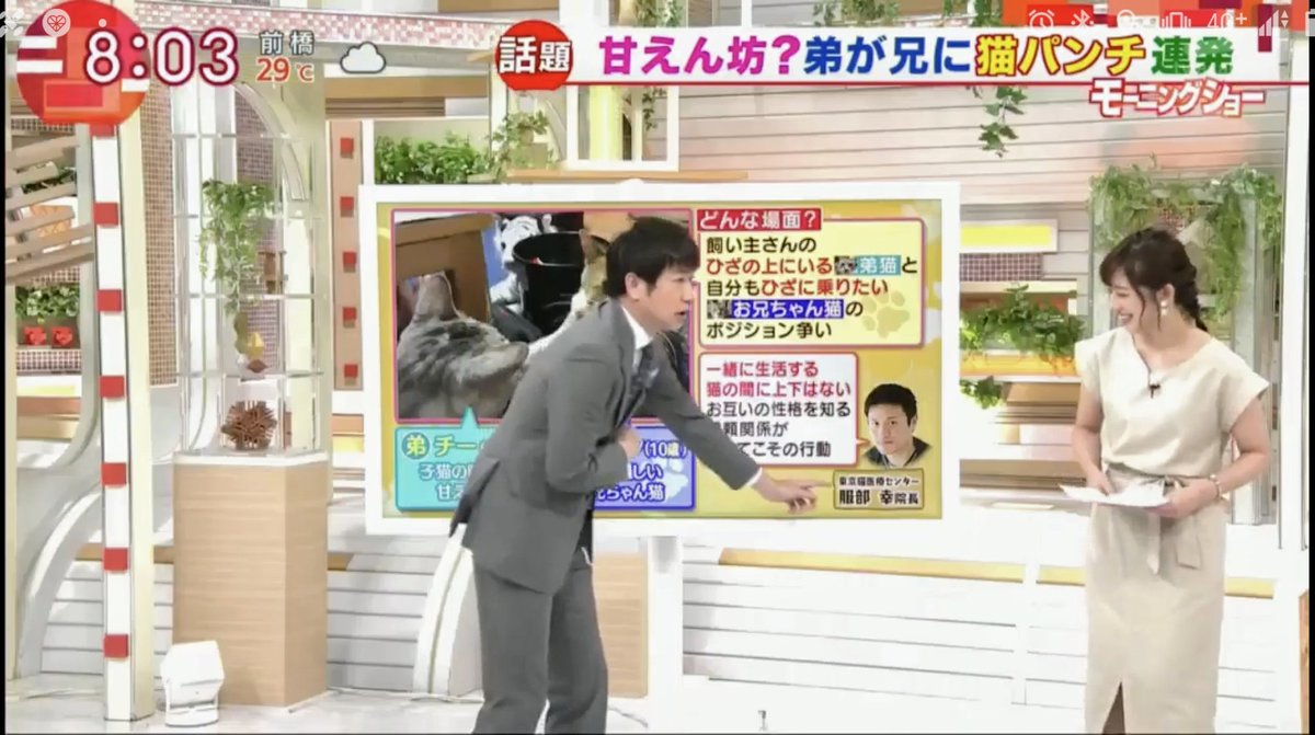 Nrd48 斎藤ちはるアナ推し 火曜朝のちーちゃん その2 斎藤ちはる ちーちゃん テレ朝 アナウンサー 女子アナ 羽鳥慎一モーニングショー モーニングショー 兄弟猫 猫パンチ ちょっかい 三浦春馬さん 三浦春馬さんのご冥福をお祈りします