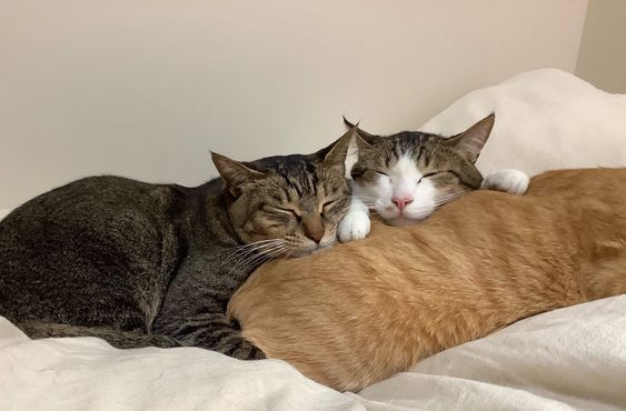 sleep all day /ᐠ ̷ ̷𝅒 ̷‸ ̷𝅒 ̷ ᐟ\\ﾉ