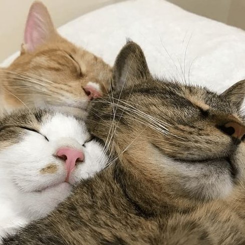 sleep all day /ᐠ ̷ ̷𝅒 ̷‸ ̷𝅒 ̷ ᐟ\\ﾉ