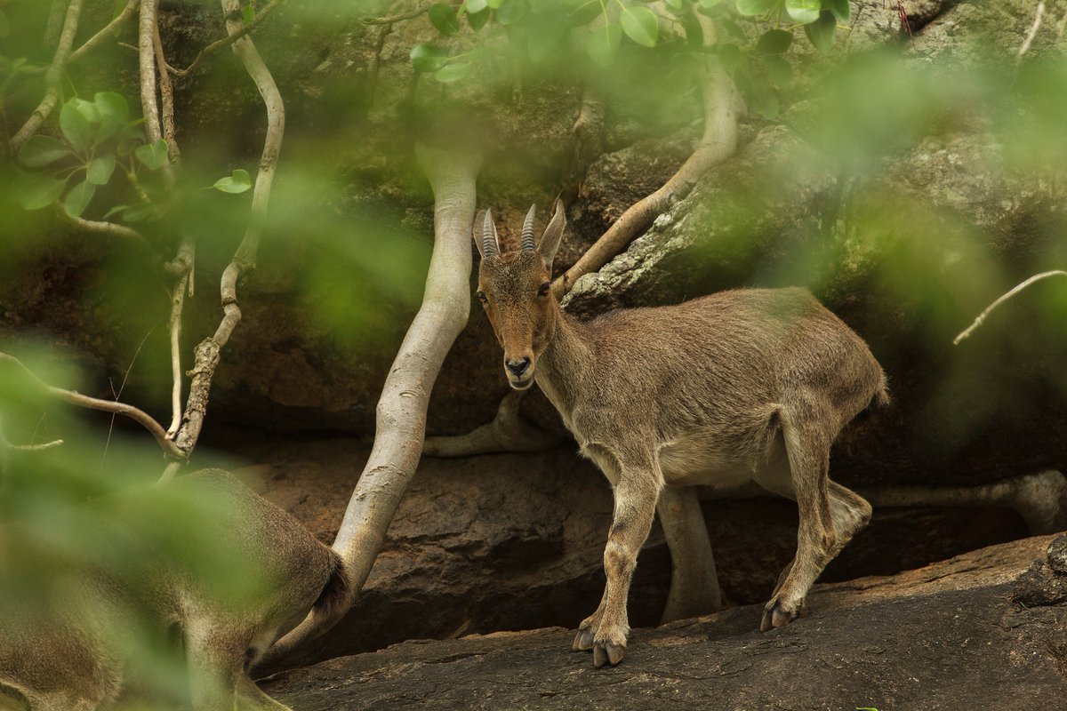 Endangered, endemic to western ghats, Nilgiri Tahr. #wildlifephotography https://t.co/aEx6vqJSD5