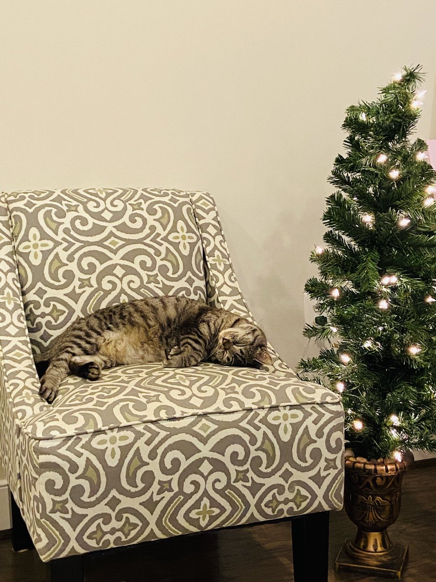 SkyBass47's tweet photo. #ChristmasInJuly #lastnightinmyhouse #Armycat #goodbyeVA #lookoutPA #ancestralhome #flyeaglesfly #thatsalotofhashtags https://t.co/vxuruHRMxI