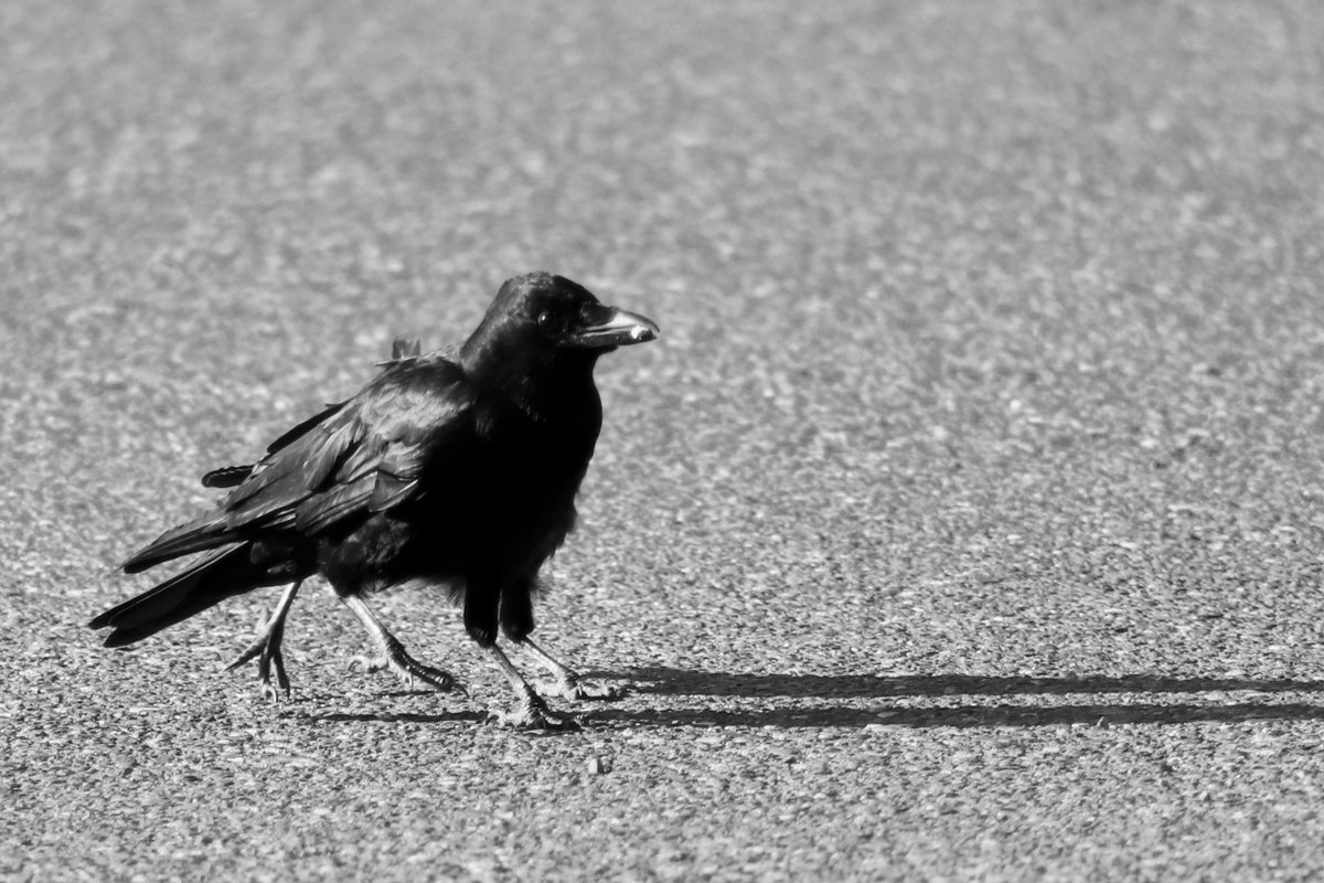 The ultra rare four legged crow.
#illusion #mamaandbaby #crowtograph #westcrowst