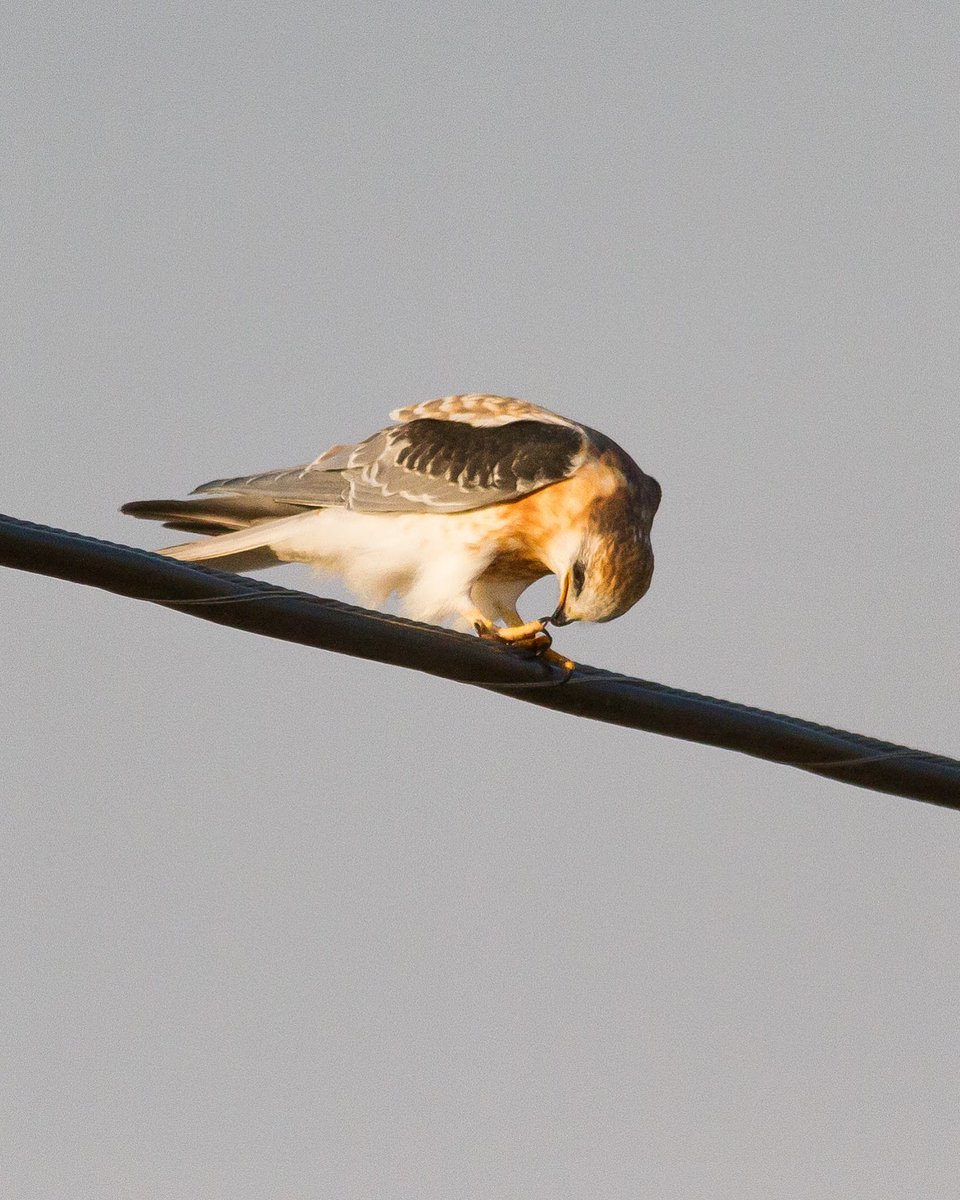 talonDNA's tweet photo. A fledgling White-tailed Kite moments before sunset...cleaning that last bit of meadow vole stuck on those fresh talons. #Elanus https://t.co/75sM7Vkbso