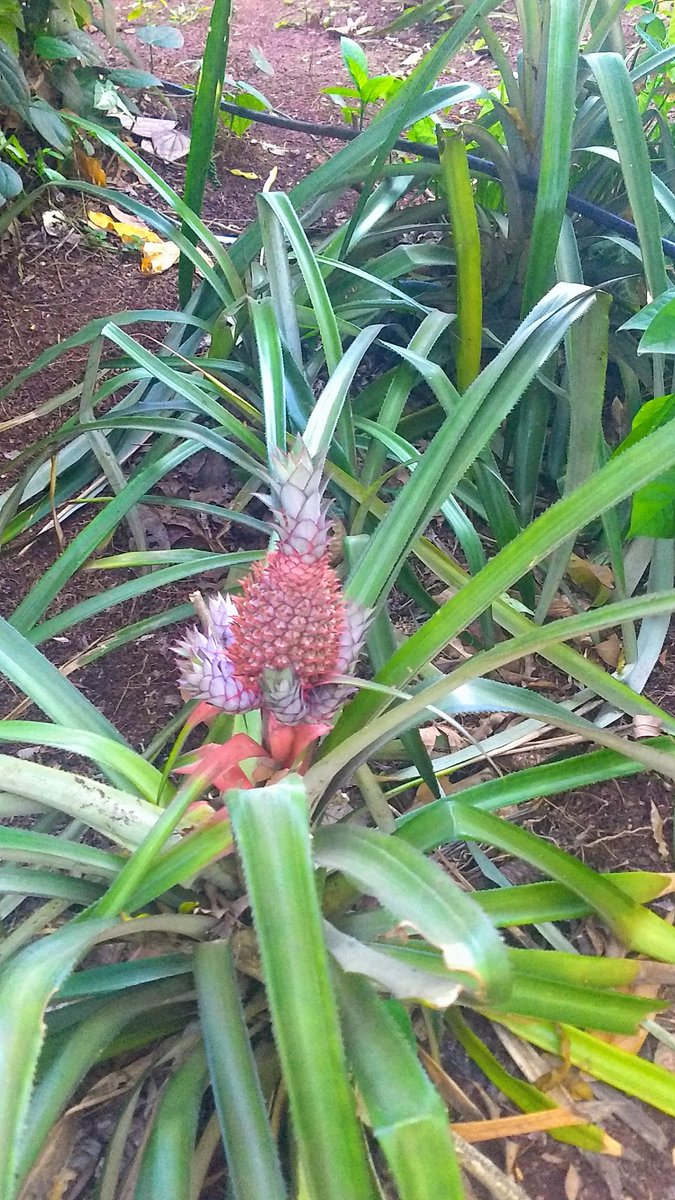 Pinky83996650's tweet photo. 🎶Good Morning  tweeps!!🎶

🎶Be a pineapple, stand tall, wear a crown and be sweet on the inside!🎶

Have a #terrifictuesday folks!!😊🌻 https://t.co/EGvq56BjtO